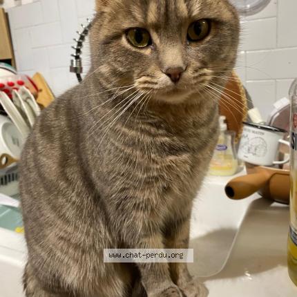 Photo 1/1 Nox Chat lost in Ambilly