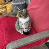 Picture of cat lost at Bry Sur Marne