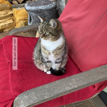 Photo 1/1 Chaussette Chat lost in Bry sur marne