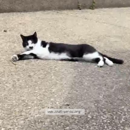 Photo 1/1 Mia Chat lost in Bonnieres sur seine