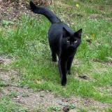 Picture of cat lost at Reze