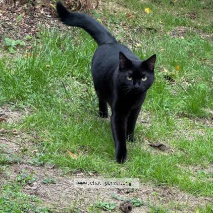 Photo 1/1 Mazzy Chat lost in Reze