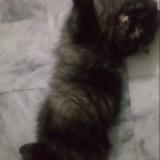 Picture of cat lost at Lahore