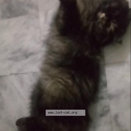 Photo 1/1 No name Chat lost in Lahore