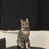 Picture of cat lost at La Madeleine