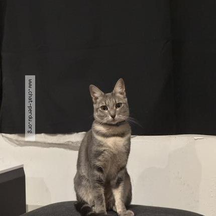 Photo 1/1 VIOLETTE Chat lost in La madeleine