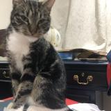 Picture of cat found at Bruxelles