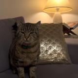 Picture of cat lost at Coulon