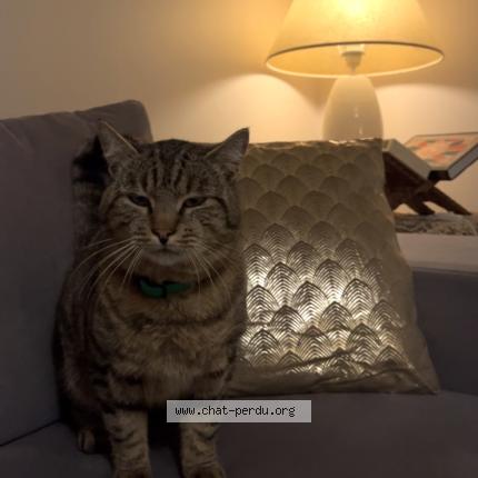 Photo 1/1 Sweetie Chat lost in Coulon