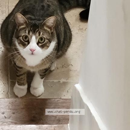 Photo 1/1 Chaki Chat lost in Montreuil