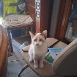 Picture of cat lost at Montech