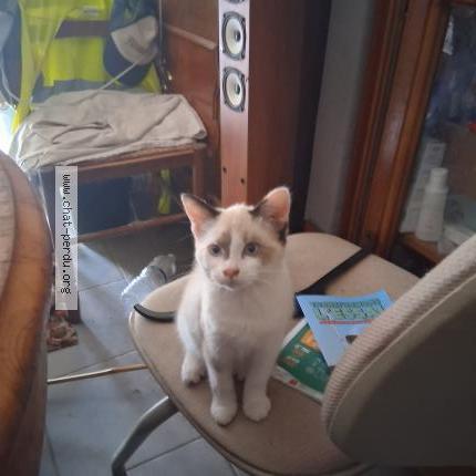 Photo 1/1 bianka Chat lost in Montech