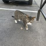Picture of cat found at Marseille
