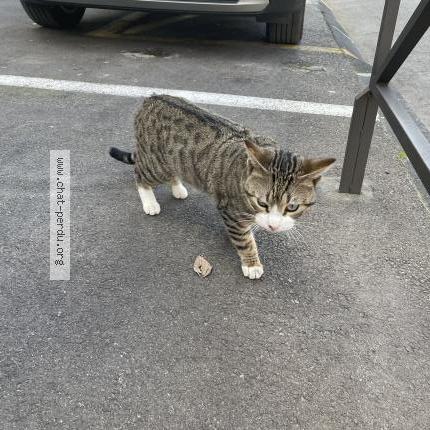 Photo 1/1 Found cat Found in Marseille