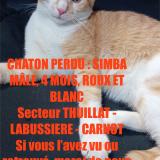 Picture of cat lost at Limoges
