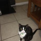 Picture of cat lost at Pembroke Pines