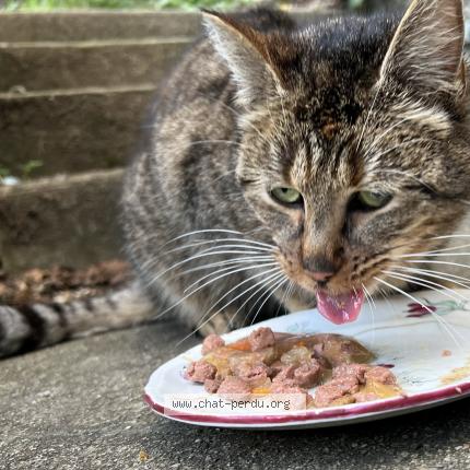 Photo 1/1 Found cat Found in Clecy