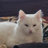 Picture of cat lost at Athee Sur Cher
