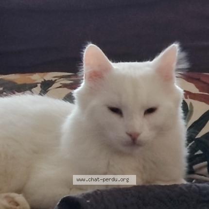 Photo 1/1 Angel Chat lost in Athee sur cher