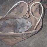 Picture of cat lost at Darbhanga
