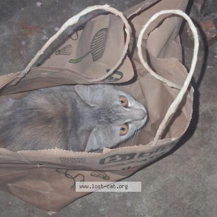 Photo 1/1 Kali Chat lost in Darbhanga