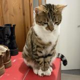 Picture of cat lost at Orgeval