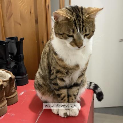 Photo 1/1 Lucky Chat lost in Orgeval