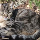 Picture of cat lost at Barjac