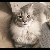 Picture of cat lost at Barjac