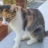 Picture of cat lost at Barjac