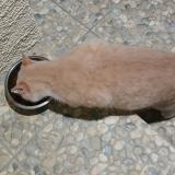 Picture of cat found at Saint Sulpice La Pointe