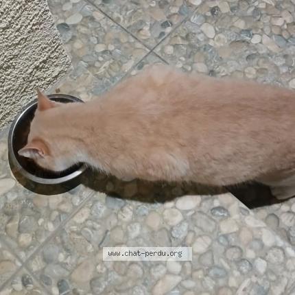 Photo 1/2 Found cat Found in Saint sulpice la pointe