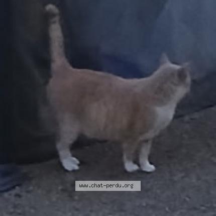 Photo 2/2 Found cat Found in Saint sulpice la pointe