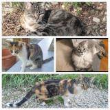 Picture of cat lost at Barjac