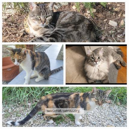 Photo 1/1 Quatre chats Chat lost in Barjac