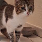 Picture of cat found at Saint Savinien