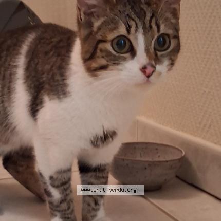 Photo 1/1 Found cat Found in Saint savinien