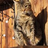 Picture of cat lost at Blonay