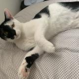 Picture of cat lost at Crouy