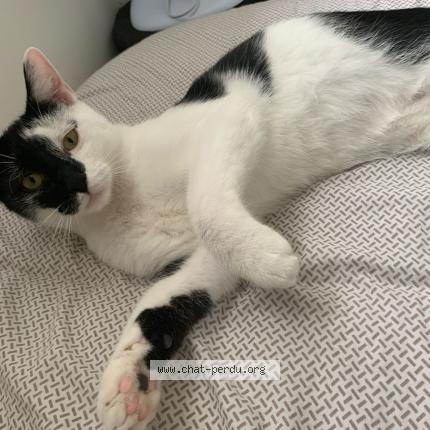 Photo 1/1 Oreo Chat lost in Crouy