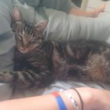 Picture of cat lost at Paris 15