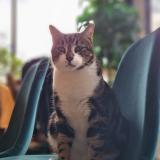 Picture of cat lost at Levis St Nom