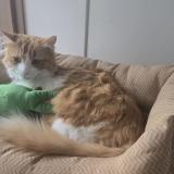 Picture of cat lost at Boulogne Billancourt