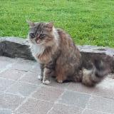 Picture of cat lost at Criquetot L Esneval