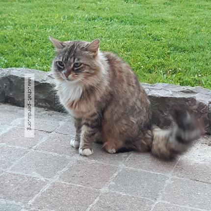 Photo 1/1 Nala Chat lost in Criquetot l esneval