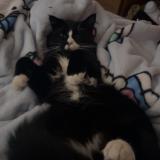 Picture of cat lost at Duncan Bc