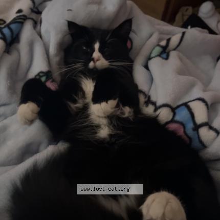 Photo 1/1 Milo Chat lost in Duncan bc