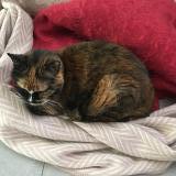 Picture of cat lost at La Baule