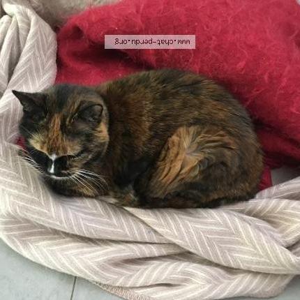 Photo 1/1 Nana Chat lost in La baule