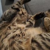 Picture of cat lost at Retiers